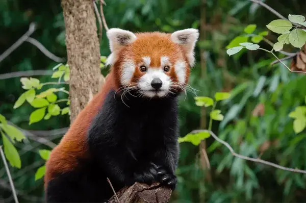 Red panda