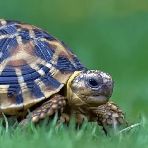 Tortoise