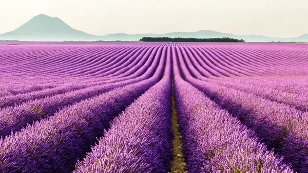 A Flower Field