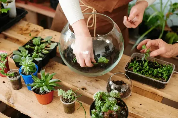 Terrarium Making