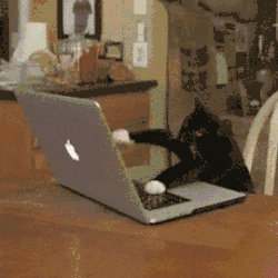 Cat typing rapidly
