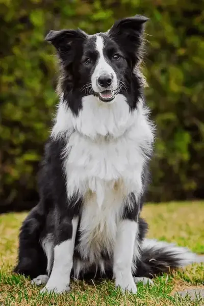 A dog