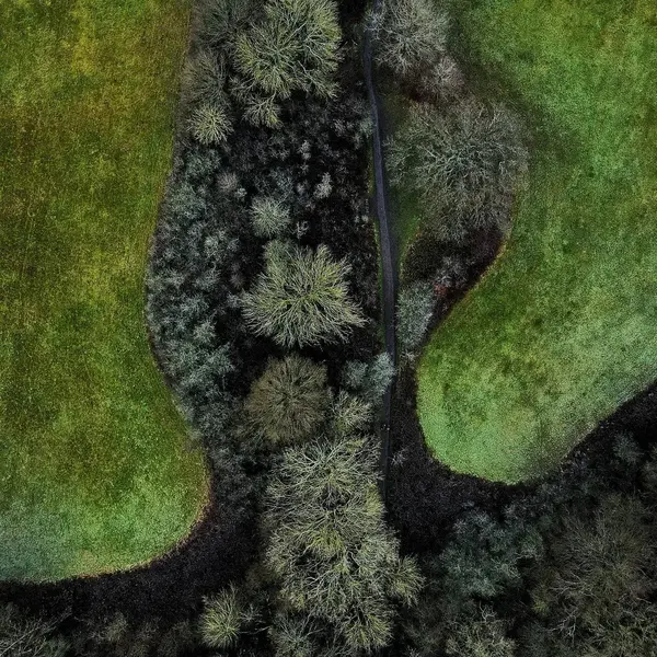 Aerial green fields trees