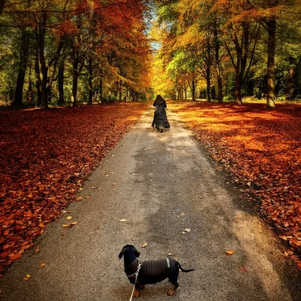 An autumn countryside walk with a dachshund