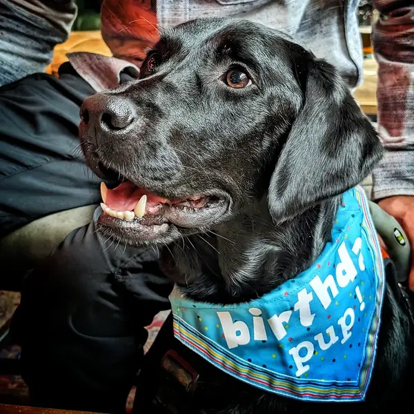 Birthday dog blue bandana