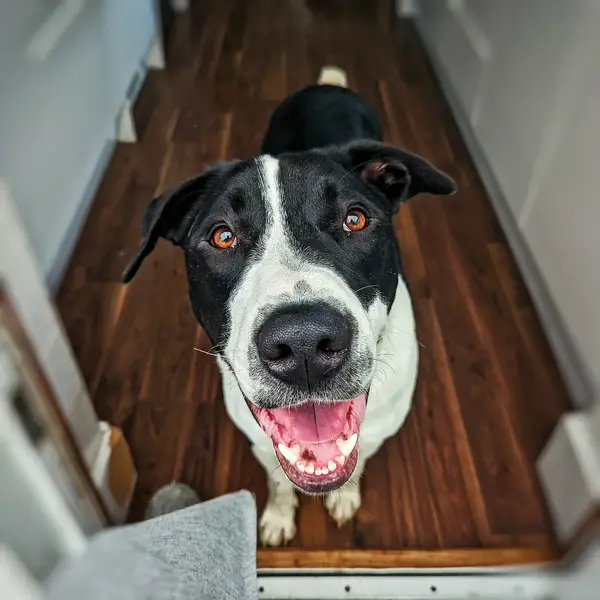 Black white dog wooden floor