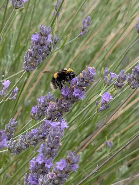 Bumblebee on lavender flowers