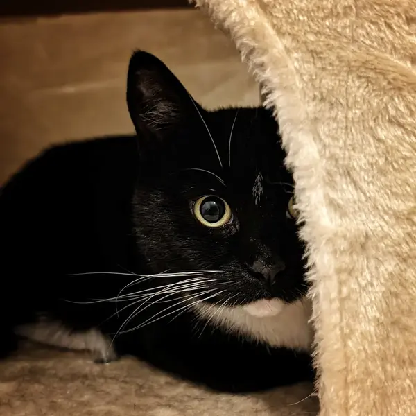 Cat scratching tunnel peeking
