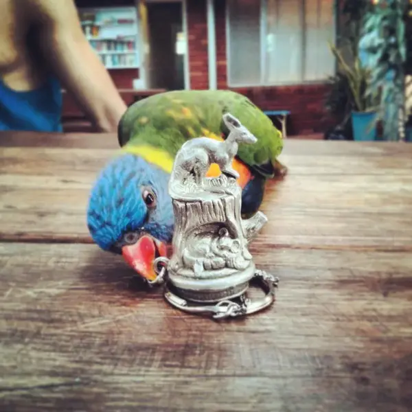 Colorful parrot on keys