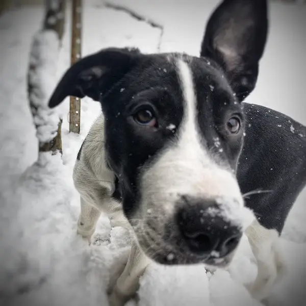Dog playing in snow