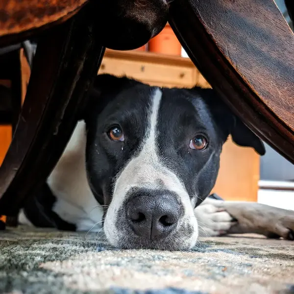 Dog under table