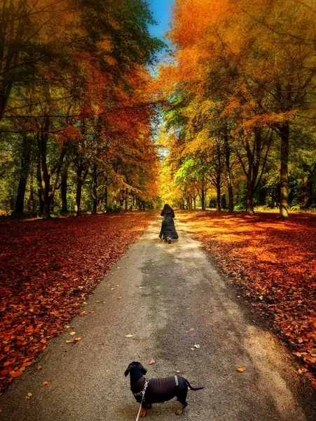 Dogs walking autumn forest path