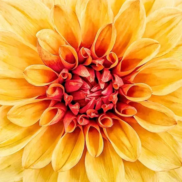 Flower macro