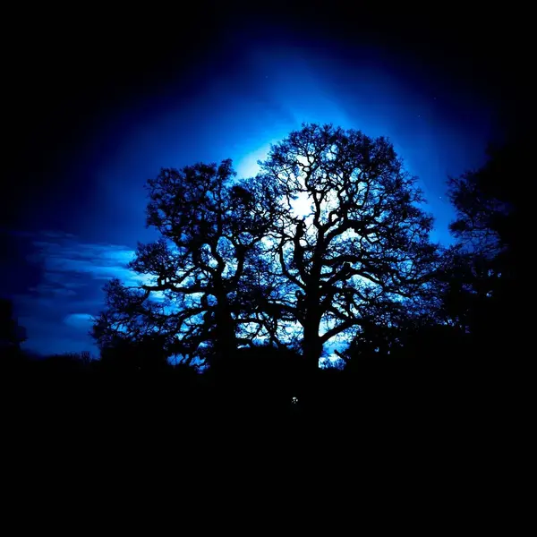 Full moon behind branches