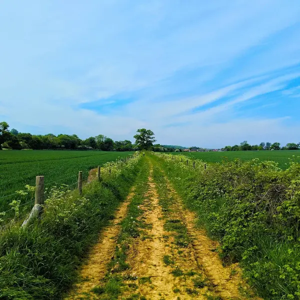 Green country dirt path