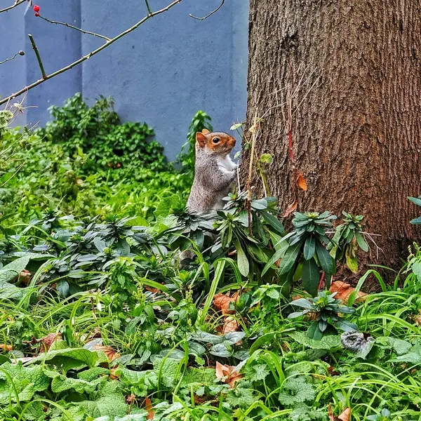 Grey squirrel behind tree