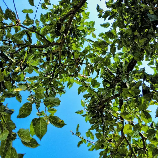 Looking up through green leaves
