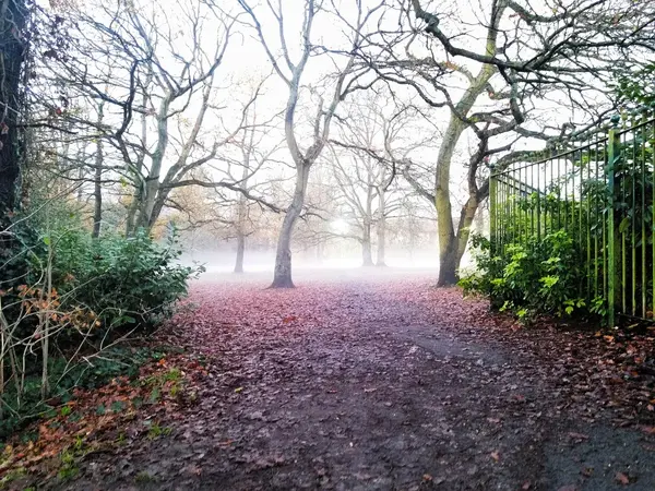 Misty winter forest path