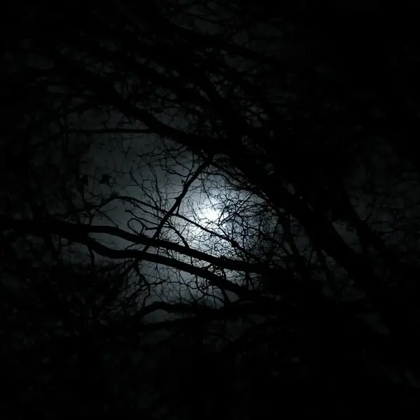 Moonlight through winter trees