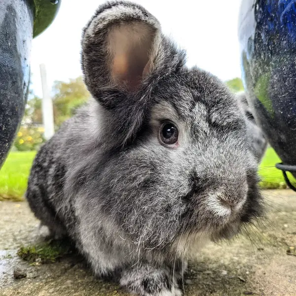 Rabbit