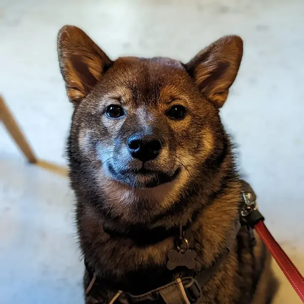 Shiba inu dog leash