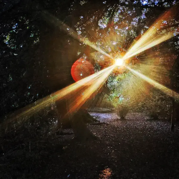 Sunburst shining through forest