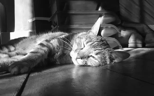 Tabby cat sleeping wooden floor