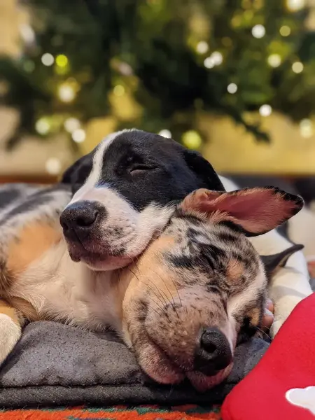 Two dogs cuddling close