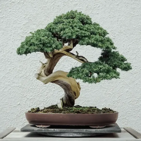 Bonsai