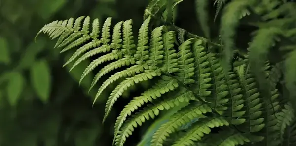 Fern