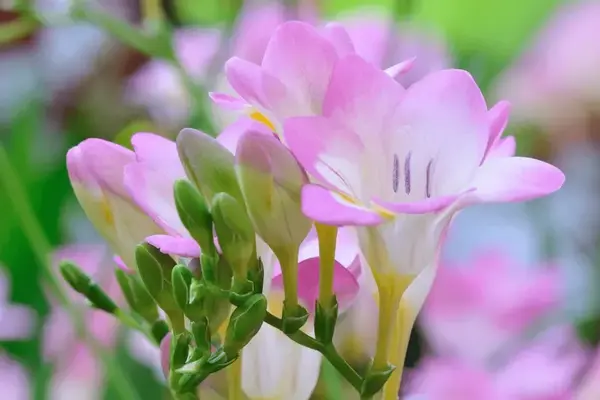 Freesia