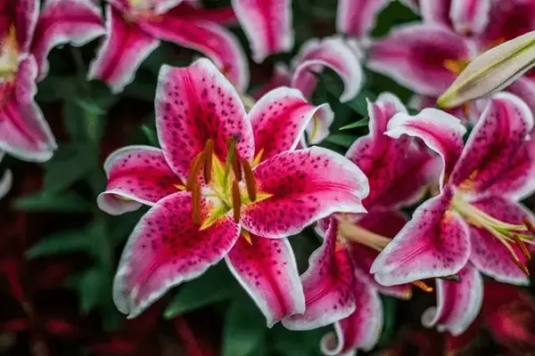 Lily
