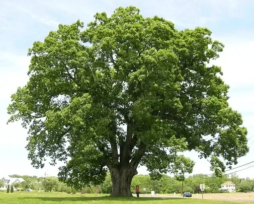 Oak