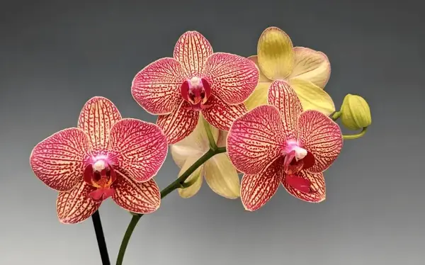 Orchid