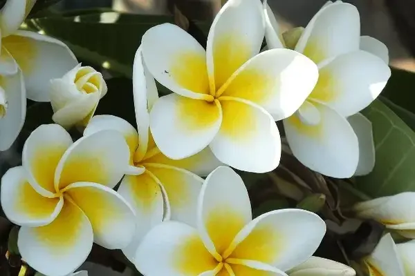 Plumeria