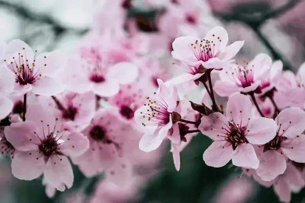 Sakura