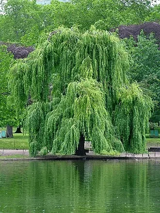 Willow tree